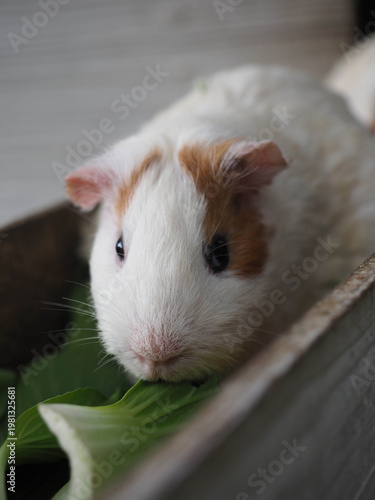 Cute Guinea Pig Sitting on Ground