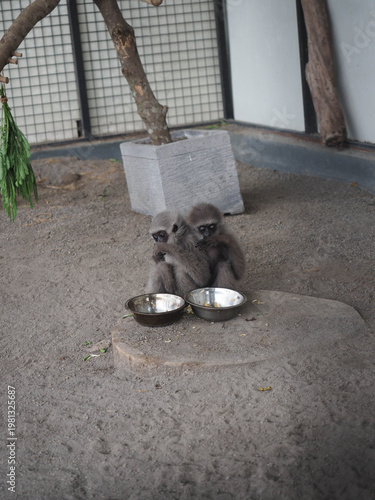 Pair of Javan Gibbons Embracing in Captive Habitat