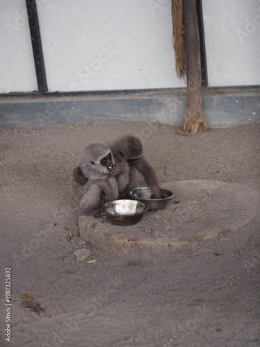 Javan Gibbon Pair Hugging Inside Enclosure