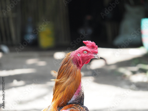 Close-Up Portrait of a Red Rooster Head with Sharp Detail and Vibrant Color