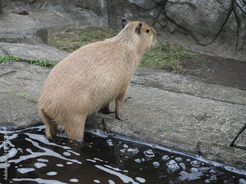 Capybara Defecating in Water Pool