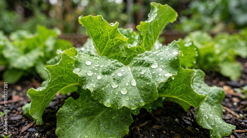 Close-up of raindrops glistening on the vibrant green leaves of a lettuce plant.