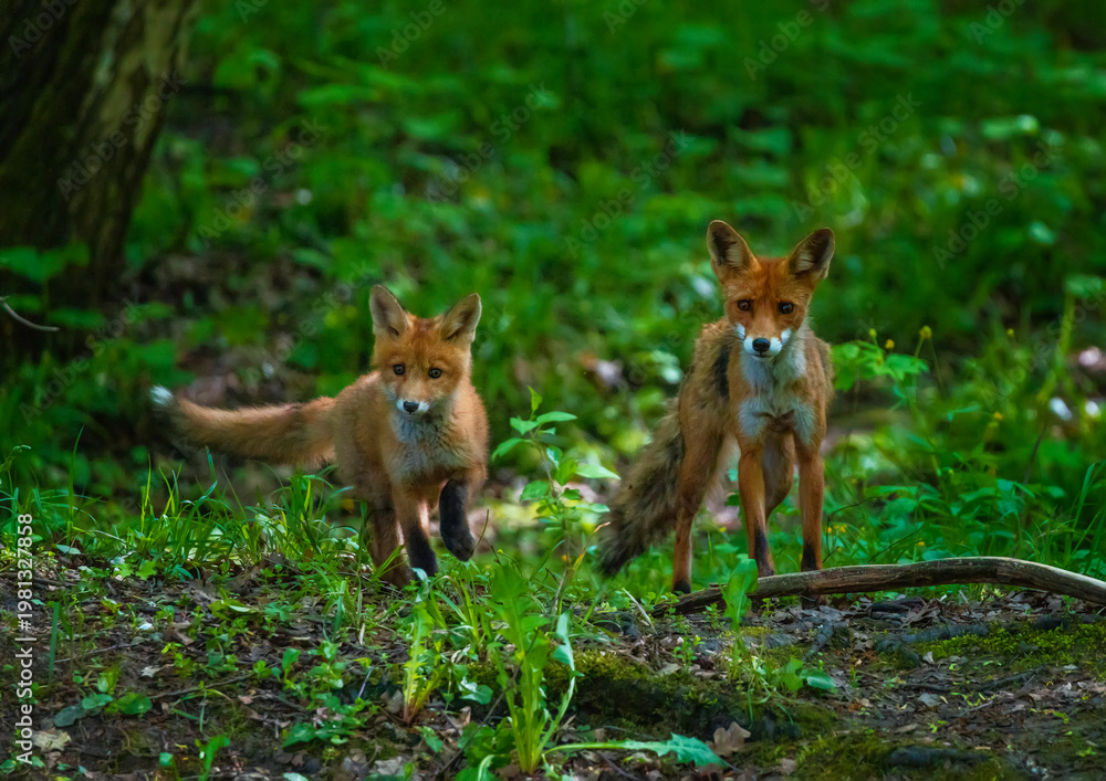 Fototapeta premium A cute red fox cub and his mother fox are standing in a spring forest
