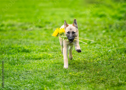 Cute beige dog puppy running on green grass with sunflowers in his teeth in a...