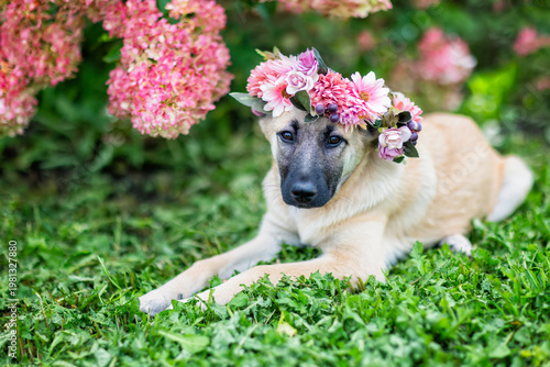 A cute puppy in a flower crown lies in the garden among pink flowers