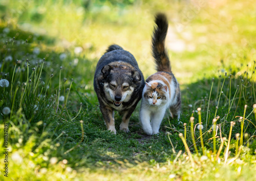 Sweet friends, a dog and a cat, are walking in a spring garden together among...