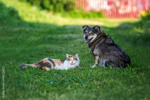 Cute friends, a dog and a cat, are lying in a spring garden together among th...
