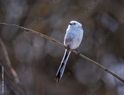 long-tailed tit bird sits on  branches  in a sunny spring park