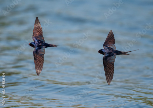 A pair of barn swallows fly with their wings spread over the blue water