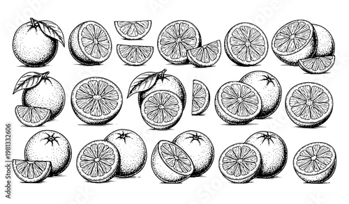 Big Collection of Retro Hand Drawn Ink Sketch Oranges Vector Set Isolated on White Background