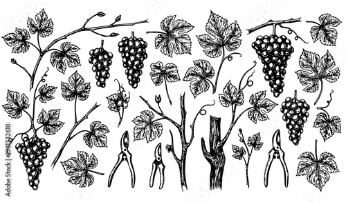 Big Collection of Viticulture Elements Hand Drawn Vector Illustration Isolated on White Background