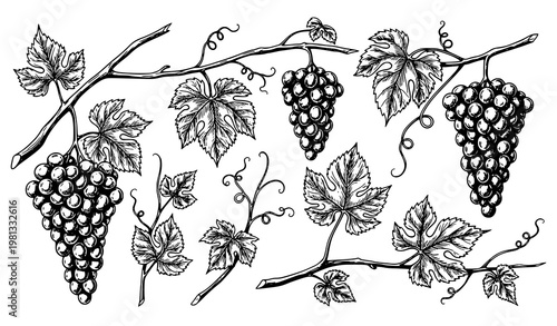 Vintage Ink Sketch Grapevine and Vineyard Elements Vector Set for Wine and Agriculture Design