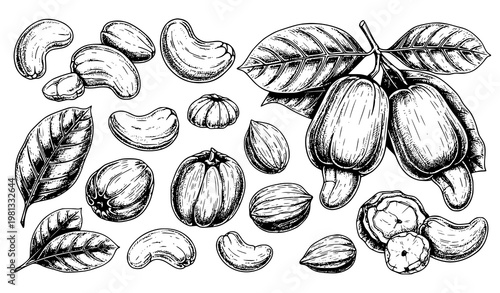Big Set of Cashew Nuts Hand Drawn Ink Sketch Vector Illustration Isolated on White Background