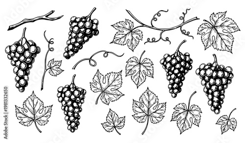 Large Set of Hand Drawn Grapevine Ink Sketch Illustrations for Viticulture and Wine Industry Design