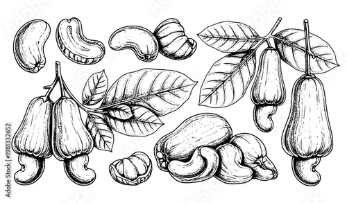 Vintage Ink Sketch Cashew Collection Vector Set for Healthy Food and Agricultural Design Projects