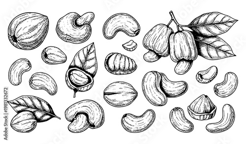 Large Collection of Cashew Nuts Ink Sketch Illustrations in Retro Hand Drawn Vector Style Isolated on White Background
