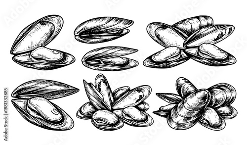 Vintage Ink Sketch Mussel Shell Collection Vector Illustration for Seafood and Marine Design