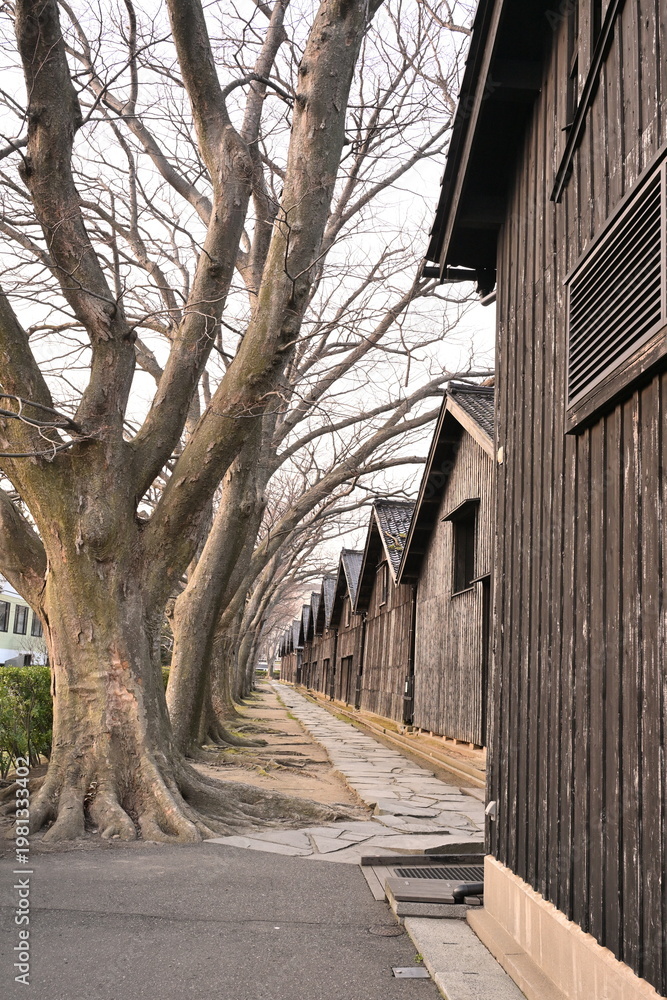 Naklejka premium ケヤキ並木が続く山居倉庫の景色(山形県酒田市)