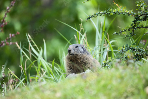 A marmot in the mountains during the day