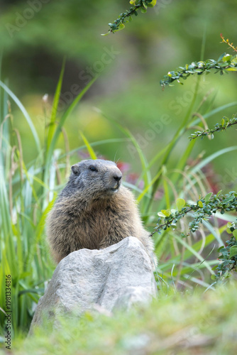 A marmot in the mountains during the day
