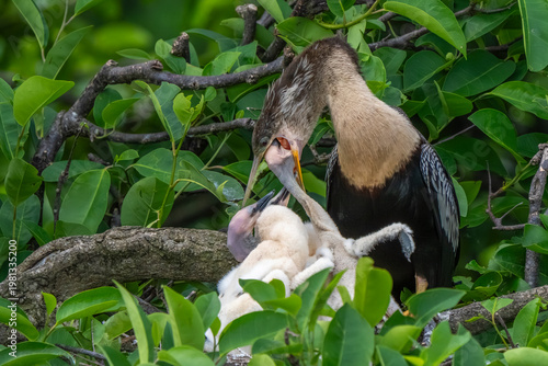 anhinga