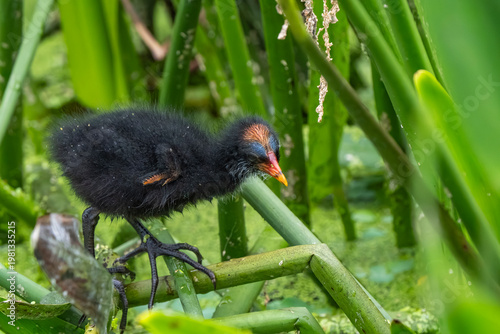 red winged blackbird
