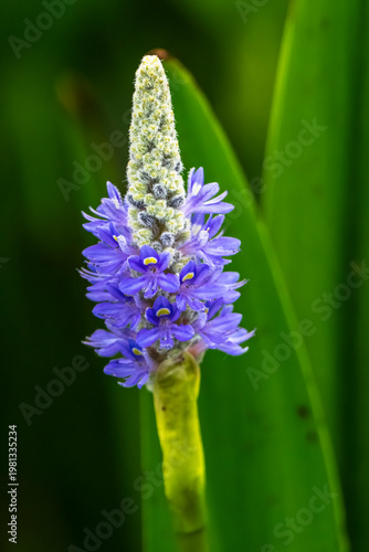 blue hyacinth flower