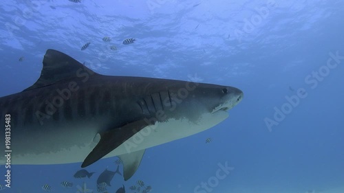 Tiger Shark Cruising Calm Waters Near Camera