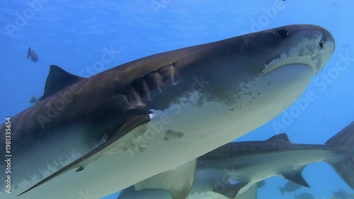 Close Camera View of Tiger Sharks in Maldives