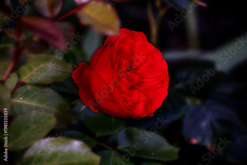 Rote Rose