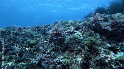 Little reef fish  - Mediterranean rainbow wrasse