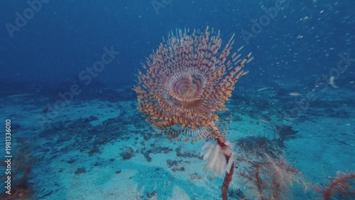 Deep marine life - Tube Worm 46 meters depth