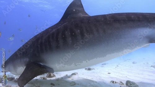 Close-Up Footage of Tiger Sharks in Natural Habitat