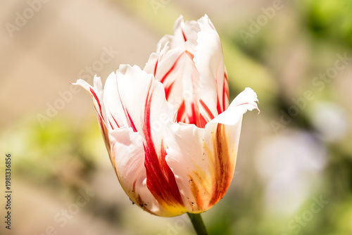 Sunlit White Tulip with Crimson Streaks