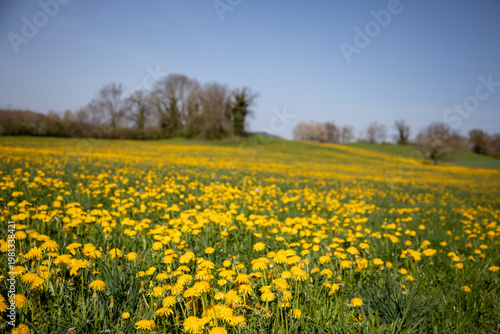 field of dandelions, Switzerland