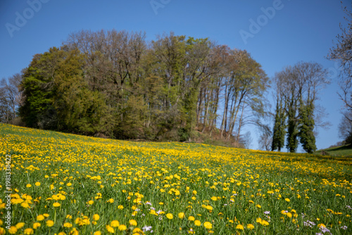 field of dandelions, Switzerland