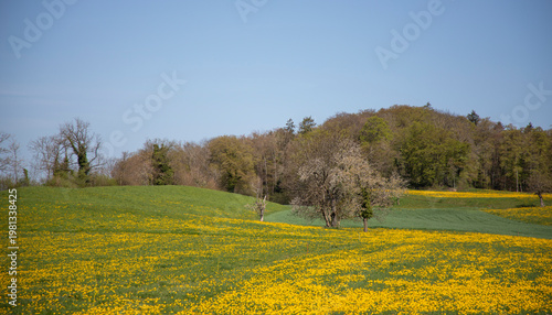 field of dandelions, Switzerland