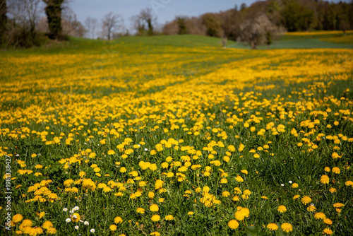 field of dandelions, Switzerland