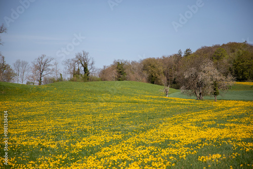 field of dandelions, Switzerland