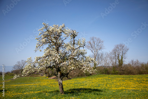 field of dandelions, Switzerland