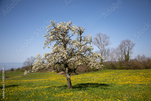 blooming apple tree, Switzerland