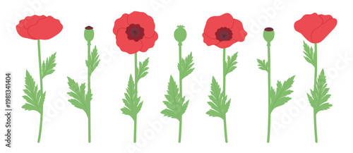 Poppy, set of wildflowers, vector illustration. Floral print. Flat style. A collection of red flowers for design.