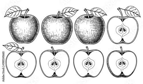 Vintage Hand Drawn Apple Fruit Set with Slices and Whole Apples Engraved Line Art Vector Illustration Isolated on White Background