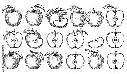 Big Collection of Vintage Apple Engraved Line Art Vector Illustration Set with Whole and Sliced Fruits Isolated on White Background