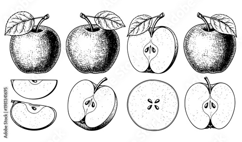 Engraved Vintage Apple Fruit Collection Vector Set with Sliced and Whole Apples for Botanical Illustration Design