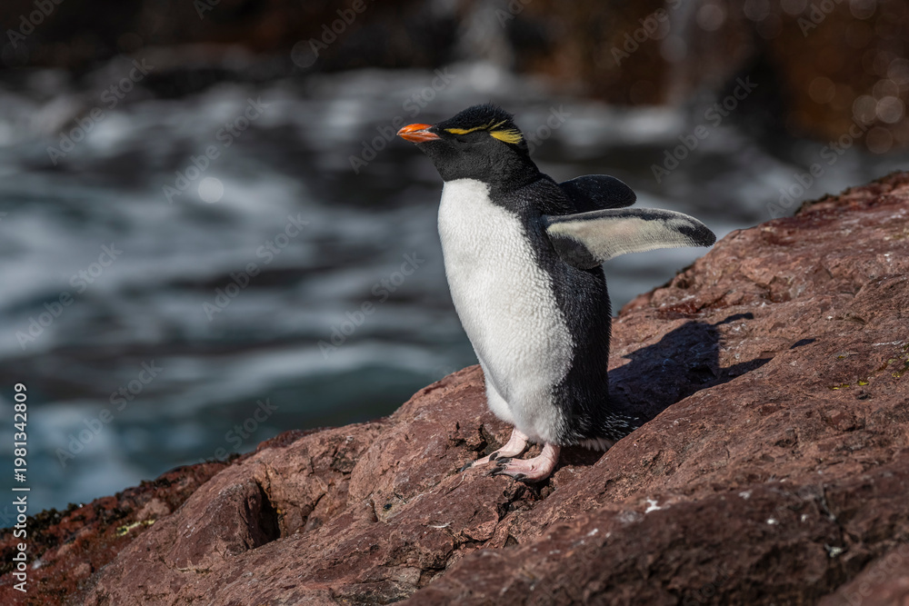 Fototapeta premium Rockhopper Penguin in Penguin Island,Puerto Deseado, Santa Cruz Province, Patagonia Argentina