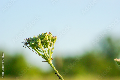 Flower cluster stands tall against blue sky in rural landscape