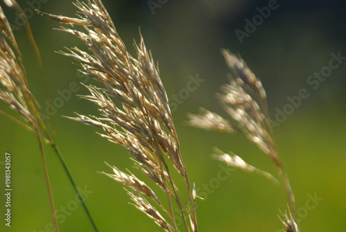 Grass swaying in the wind on a sunny day in a meadow