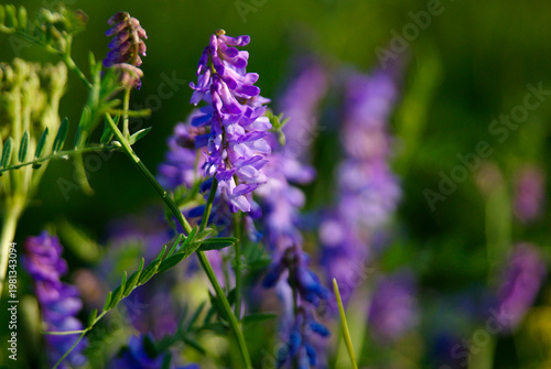 Purple flowers grow in a field during sunny weather in spring