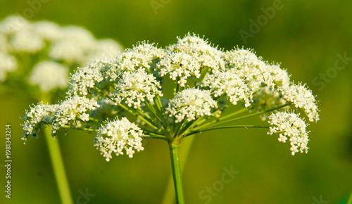 White flowers grow on tall green stems in a sunny field near spring